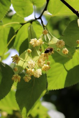 Tilia miqueliana c.f. - lípa Miquelova - květ1